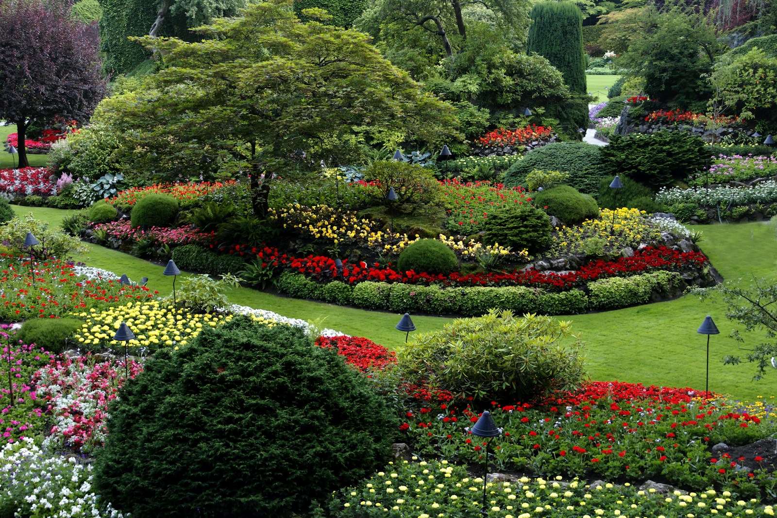 Cottage garden with climbing roses